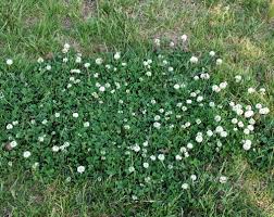 Attēlu rezultāti vaicājumam “Trifolium repens”