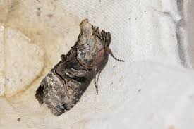 Attēlu rezultāti vaicājumam “Abrostola tripartita”