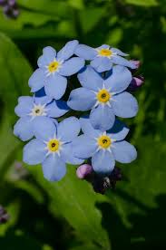 Attēlu rezultāti vaicājumam “Myosotis sylvatica”
