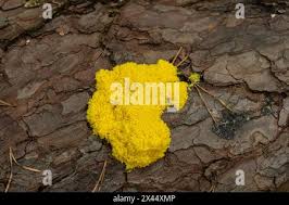 Attēlu rezultāti vaicājumam “Fuligo septica var. septica plasmodium”