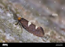 Attēlu rezultāti vaicājumam “Incurvariidae”