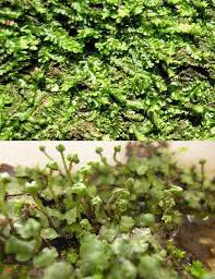 Attēlu rezultāti vaicājumam “Barbilophozia lycopodioides macro”