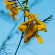 Attēlu rezultāti vaicājumam “Badhamia panicea sessile”