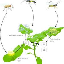 Attēlu rezultāti vaicājumam “Mamestra brassicae exuvia”