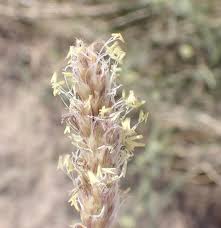 Attēlu rezultāti vaicājumam “Alopecurus pratensis flower”