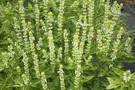 Attēlu rezultāti vaicājumam “Ocimum basilicum flower”