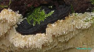 Attēlu rezultāti vaicājumam “Junghuhnia pseudozilingiana”