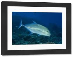 Image result for Caranx melampygus