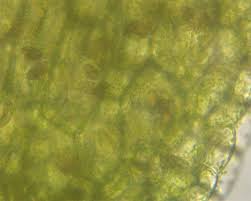 Attēlu rezultāti vaicājumam “Riccardia palmata”