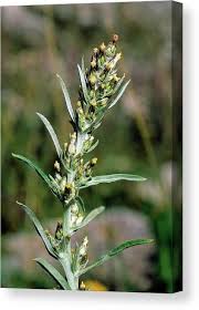 Attēlu rezultāti vaicājumam “Gnaphalium sylvaticum flower”
