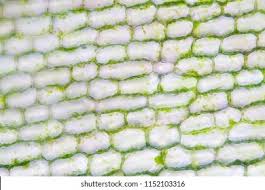 Attēlu rezultāti vaicājumam “Hydrilla verticillata leaf”