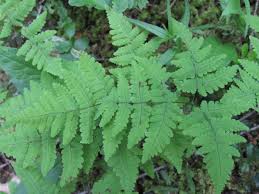 Attēlu rezultāti vaicājumam “Gymnocarpium robertianum”