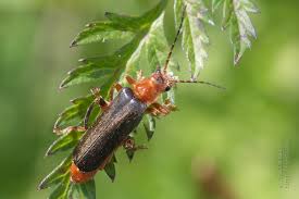 Attēlu rezultāti vaicājumam “Cantharis livida”