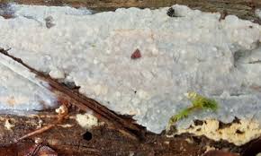 Attēlu rezultāti vaicājumam “Radulomyces confluens”