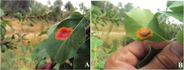 Attēlu rezultāti vaicājumam “Gymnosporangium sabinae”