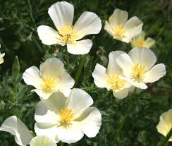 Attēlu rezultāti vaicājumam “Eschscholzia californica flower”