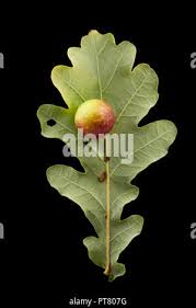 Attēlu rezultāti vaicājumam “Cynips quercusfolii”