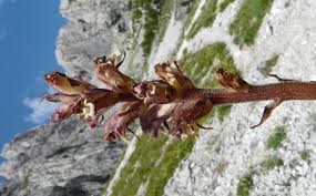 Attēlu rezultāti vaicājumam “Orobanche reticulata”
