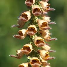 Image result for Digitalis ferruginea