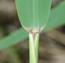 Attēlu rezultāti vaicājumam “Phragmites communis leaf”