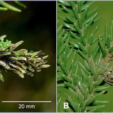 Attēlu rezultāti vaicājumam “Schizolachnus pineti”