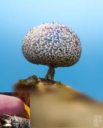 Attēlu rezultāti vaicājumam “Heterotrichia ferruginea (syn. Arcyria ferruginea) stalked”