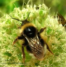 Attēlu rezultāti vaicājumam “Psithyrus sylvestris”