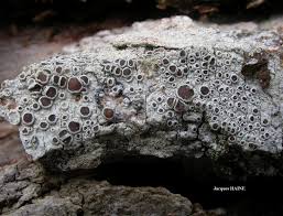 Attēlu rezultāti vaicājumam “Lecanora argentata”