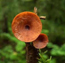 Attēlu rezultāti vaicājumam “Polyporus tubaeformis”
