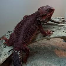 Attēlu rezultāti vaicājumam “Rabdophaga degeeri”