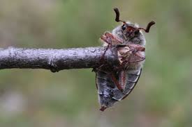 Attēlu rezultāti vaicājumam “Melolontha hippocastani”