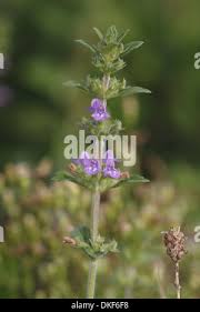 Attēlu rezultāti vaicājumam “Acinos arvensis flower”