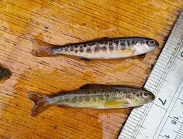 Image result for Salvelinus alpinus