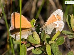 Attēlu rezultāti vaicājumam “Coenonympha tullia underside”
