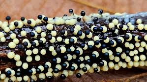 Attēlu rezultāti vaicājumam “Physarum viride var. incanum macro”