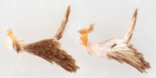 Attēlu rezultāti vaicājumam “Ypsolopha parenthesella”