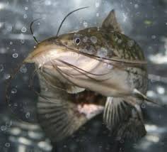 Image result for Ameiurus catus