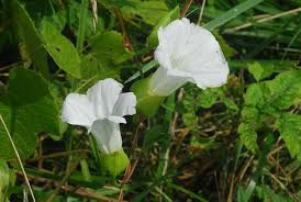 Attēlu rezultāti vaicājumam “Calystegia inflata leaf”