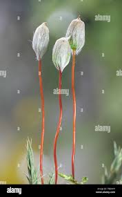 Attēlu rezultāti vaicājumam “Polytrichum juniperinum sporophyte”