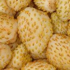 Attēlu rezultāti vaicājumam “Antennaria dioica fruit”