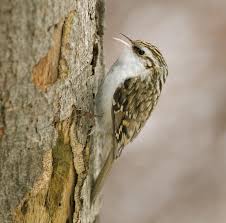 Attēlu rezultāti vaicājumam “Certhia familiaris adult”
