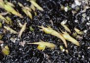 Attēlu rezultāti vaicājumam “Pleuridium subulatum”