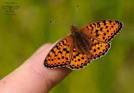 Attēlu rezultāti vaicājumam “Argynnis aglaja”