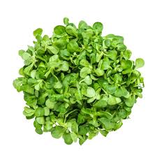 Image result for Feldsalat