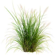 Attēlu rezultāti vaicājumam “Poa remota leaf”