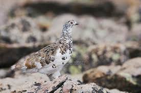 Attēlu rezultāti vaicājumam “Lagopus lagopus male”