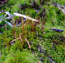 Attēlu rezultāti vaicājumam “Ceratodon purpureus”