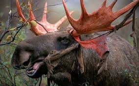 Attēlu rezultāti vaicājumam “Alces alces”