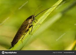 Attēlu rezultāti vaicājumam “Ectobius sylvestris”