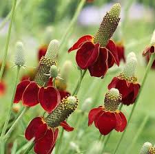 Image result for Ratibida columnifera